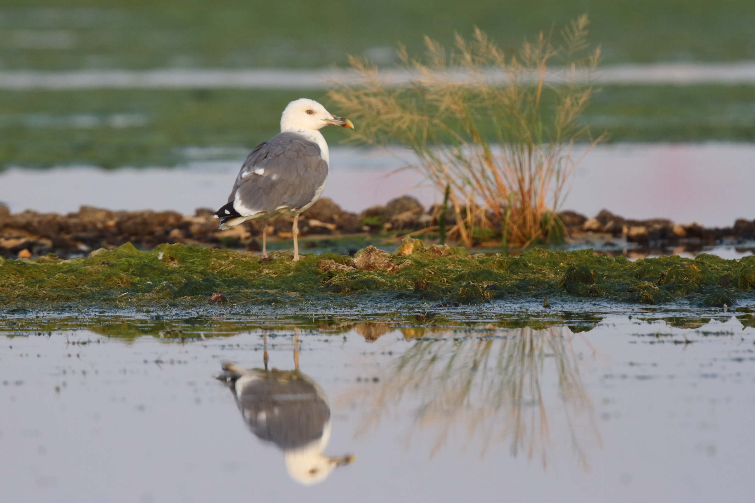 Heuglin's Gull. Qatar, 02 November 2012 © Neil G. Morris.