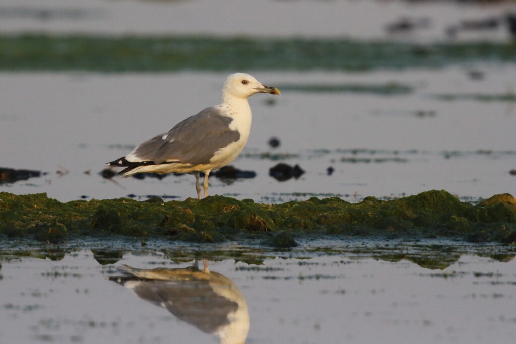 Heuglin's Gull. Qatar, 02 November 2012 © Neil G. Morris.