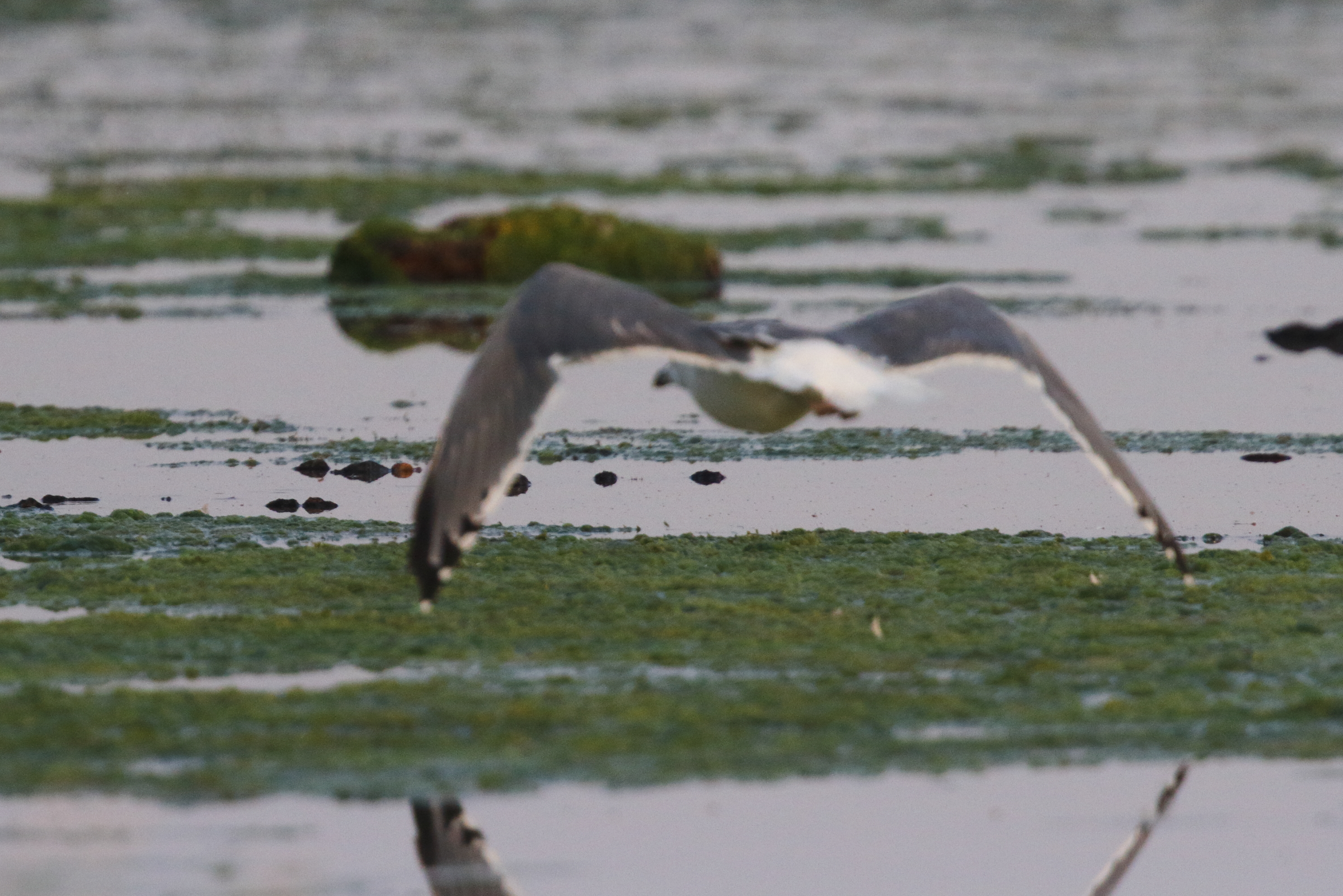 Heuglin's Gull. Qatar, 02 November 2012 © Neil G. Morris.