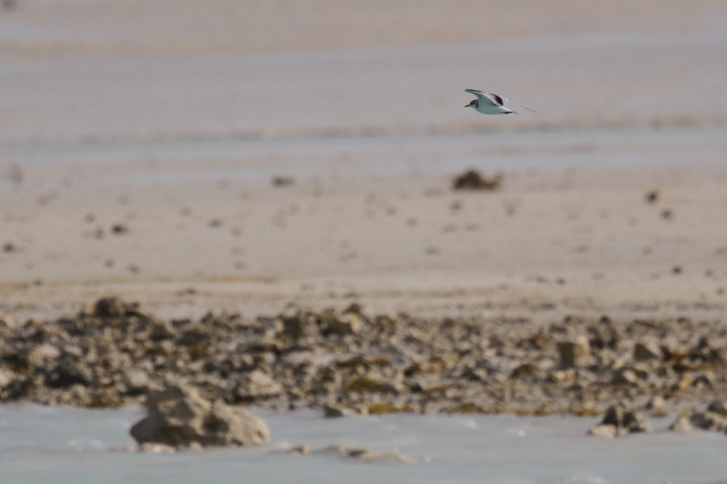 Little Gull. Qatar, 11 January 2013 © Neil G. Morris.