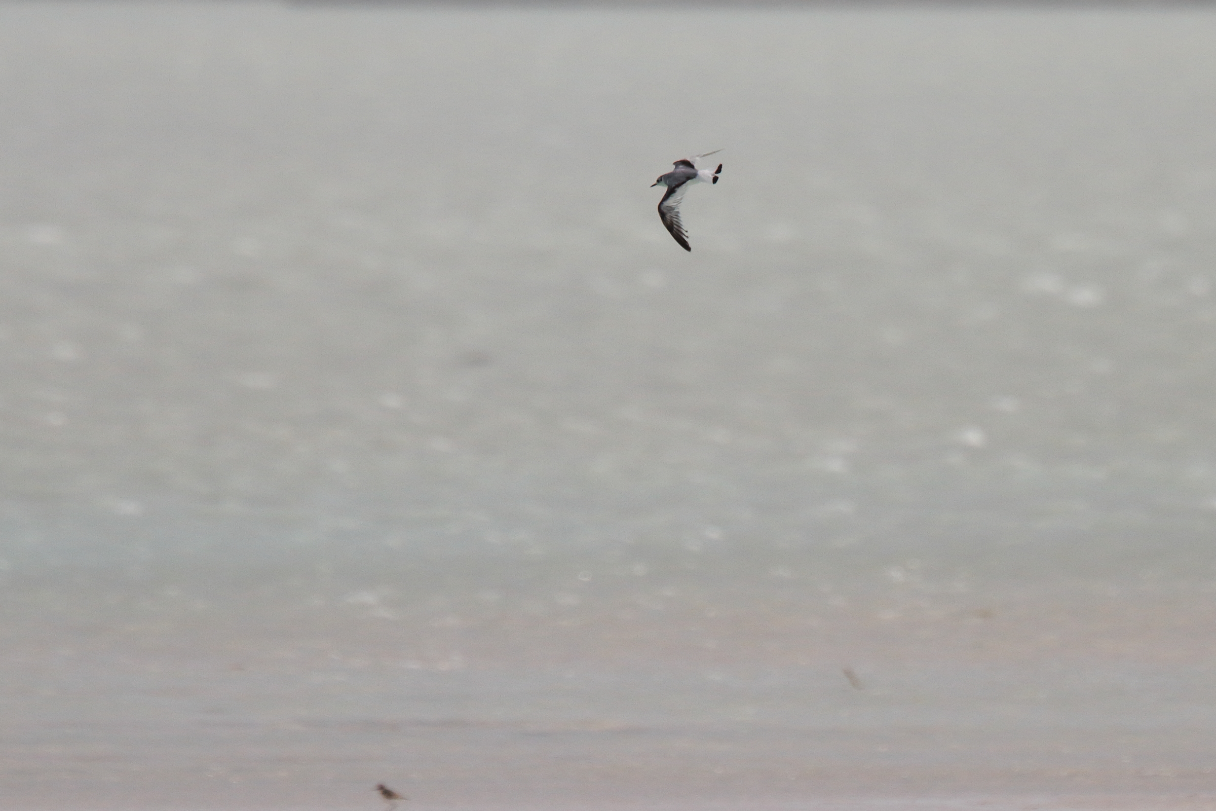 Little Gull. Qatar, 11 January 2013 © Neil G. Morris.