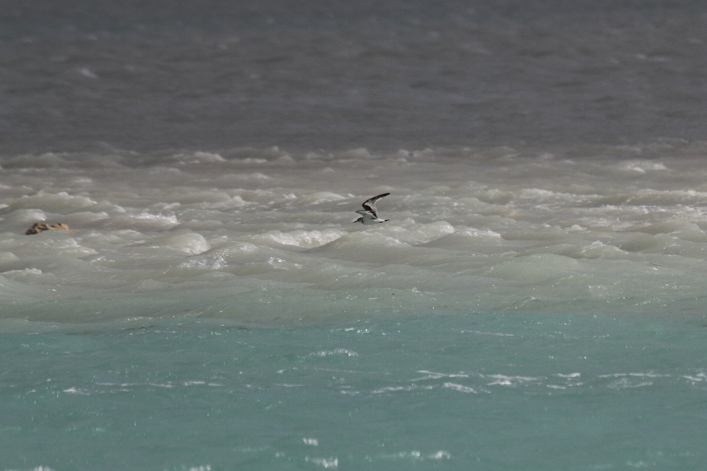 Little Gull. Qatar, 11 January 2013 © Neil G. Morris.