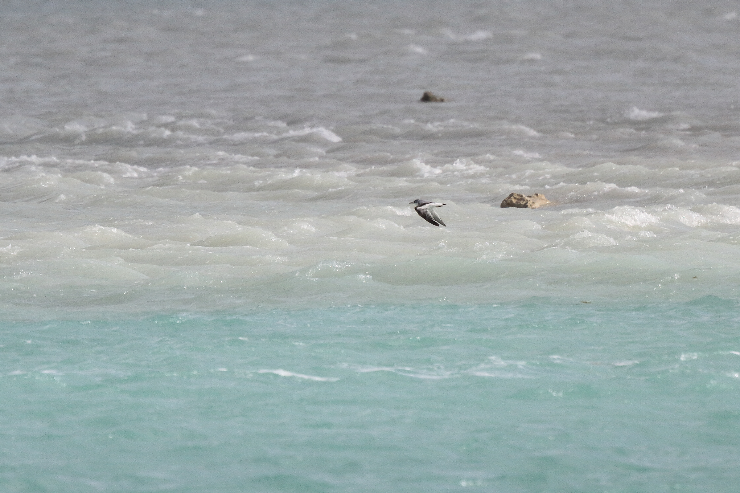Little Gull. Qatar, 11 January 2013 © Neil G. Morris.