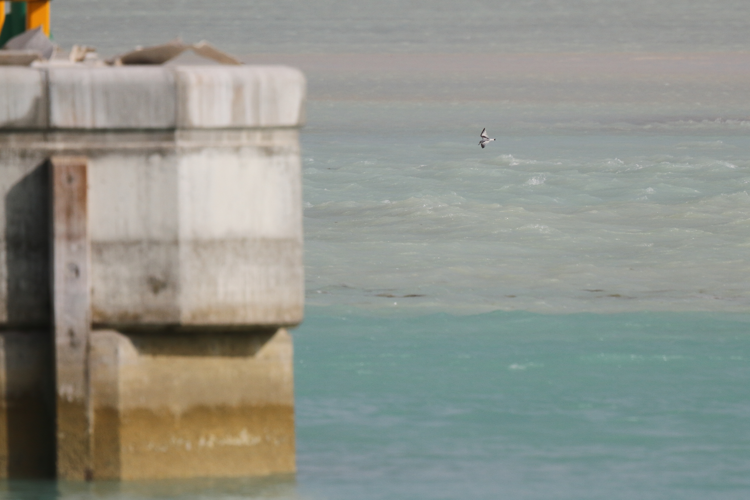 Little Gull. Qatar, 11 January 2013 © Neil G. Morris.
