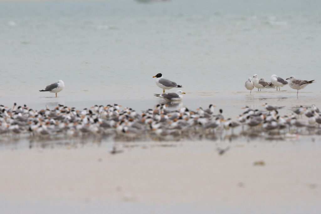 Pallas's Gull. Qatar, 06 March 2013 © Neil G. Morris.