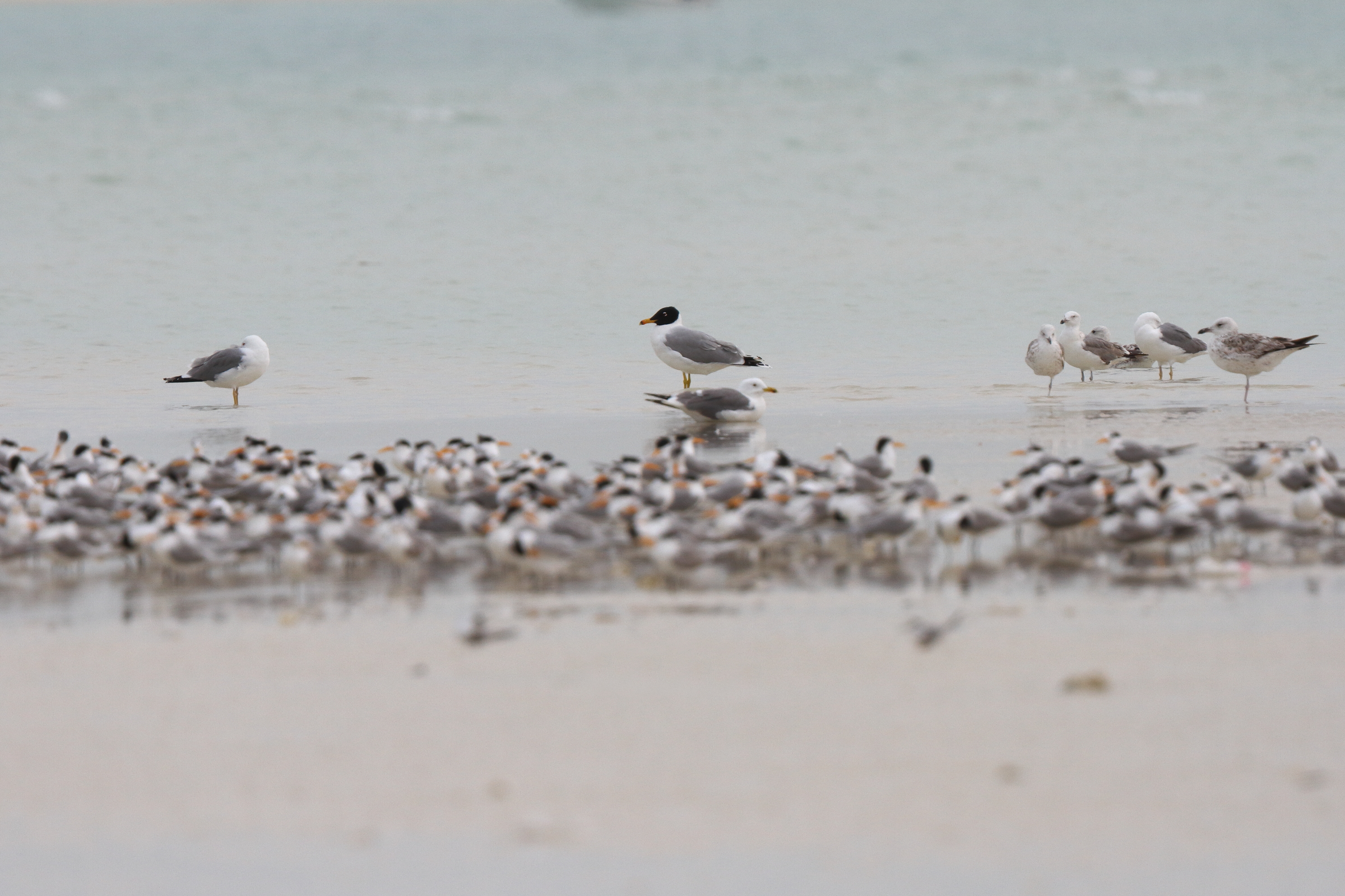 Pallas's Gull. Qatar, 06 March 2013 © Neil G. Morris.