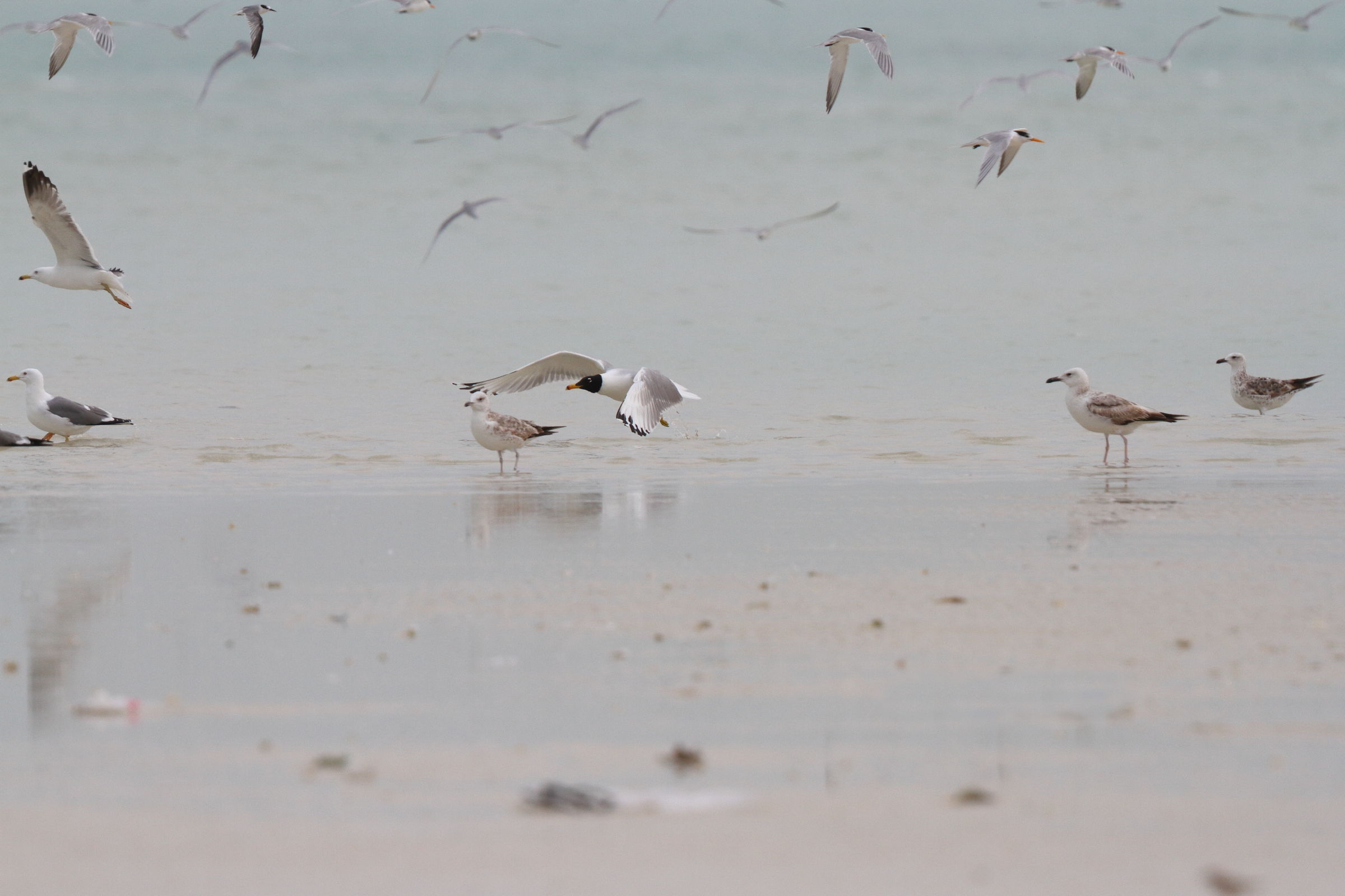 Pallas's Gull. Qatar, 06 March 2013 © Neil G. Morris.