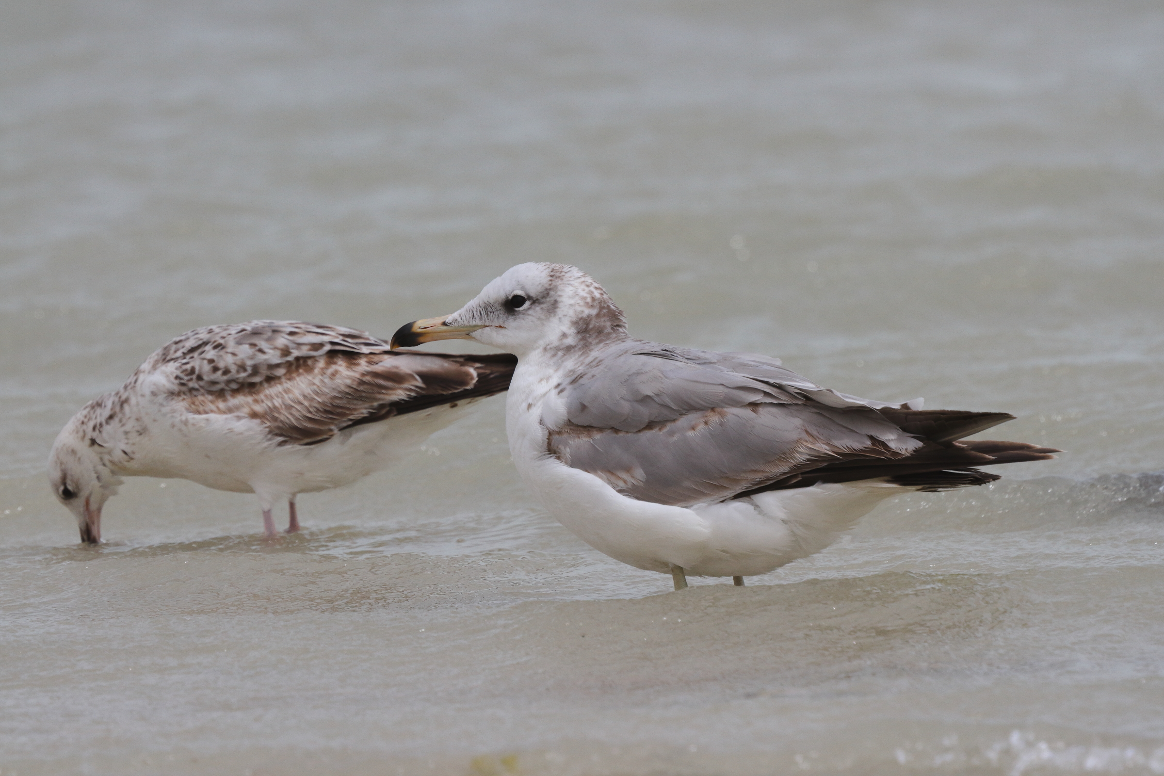 Pallas's Gull. Qatar, 07 March 2013 © Neil G. Morris.