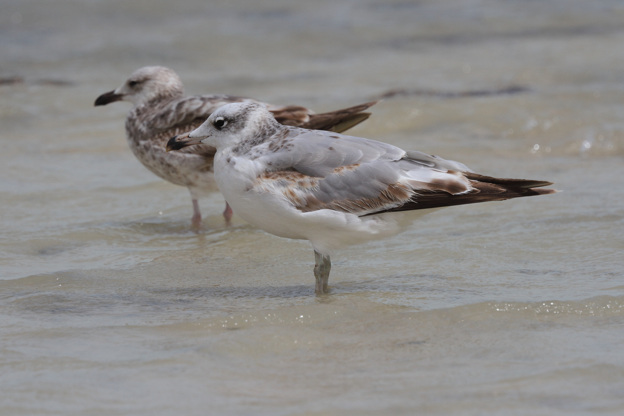 Pallas's Gull. Qatar, 07 March 2013 © Neil G. Morris.