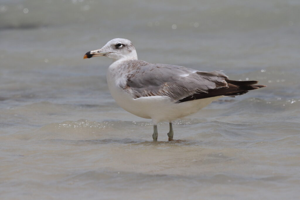 Pallas's Gull. Qatar, 07 March 2013 © Neil G. Morris.