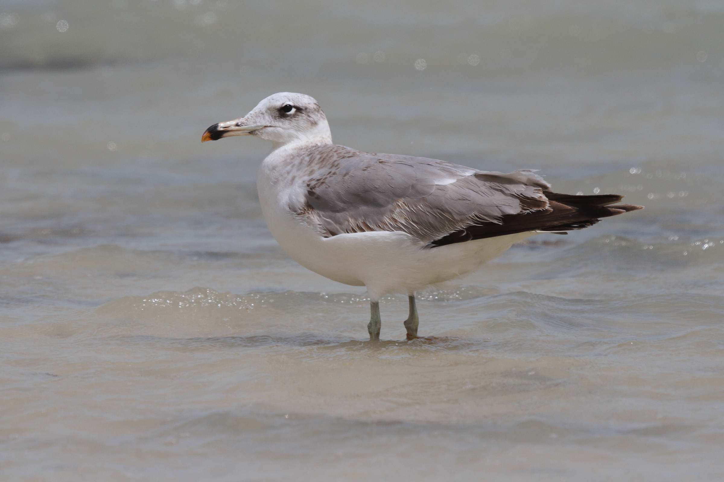 Pallas's Gull. Qatar, 07 March 2013 © Neil G. Morris.