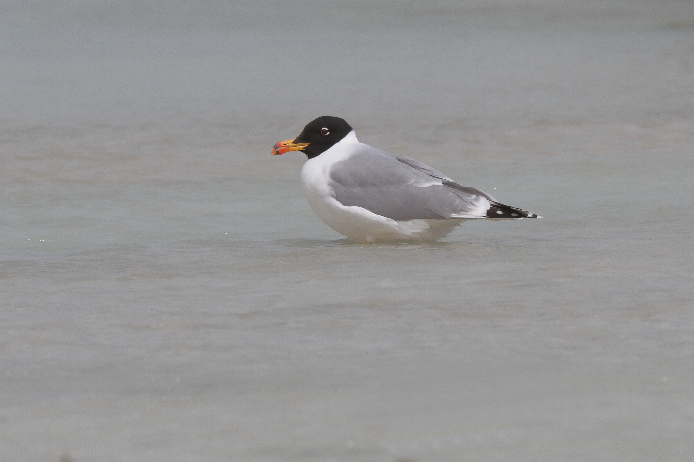 Pallas's Gull. Qatar, 07 March 2013 © Neil G. Morris.