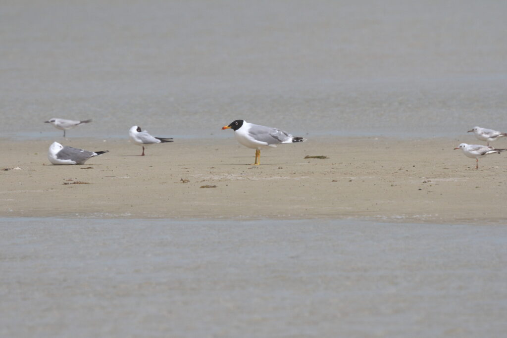 Pallas's Gull. Qatar, 07 March 2013 © Neil G. Morris.