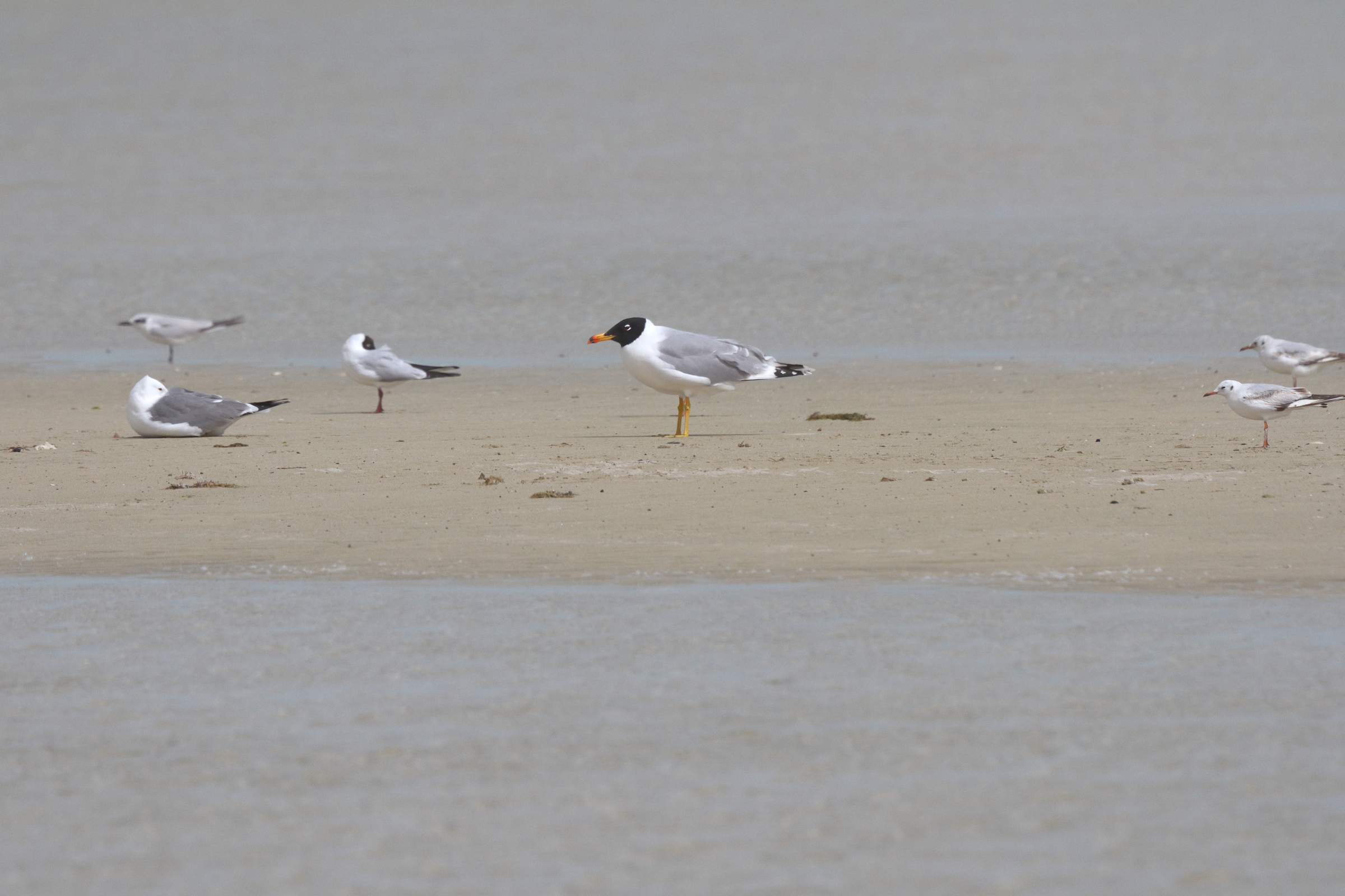 Pallas's Gull. Qatar, 07 March 2013 © Neil G. Morris.