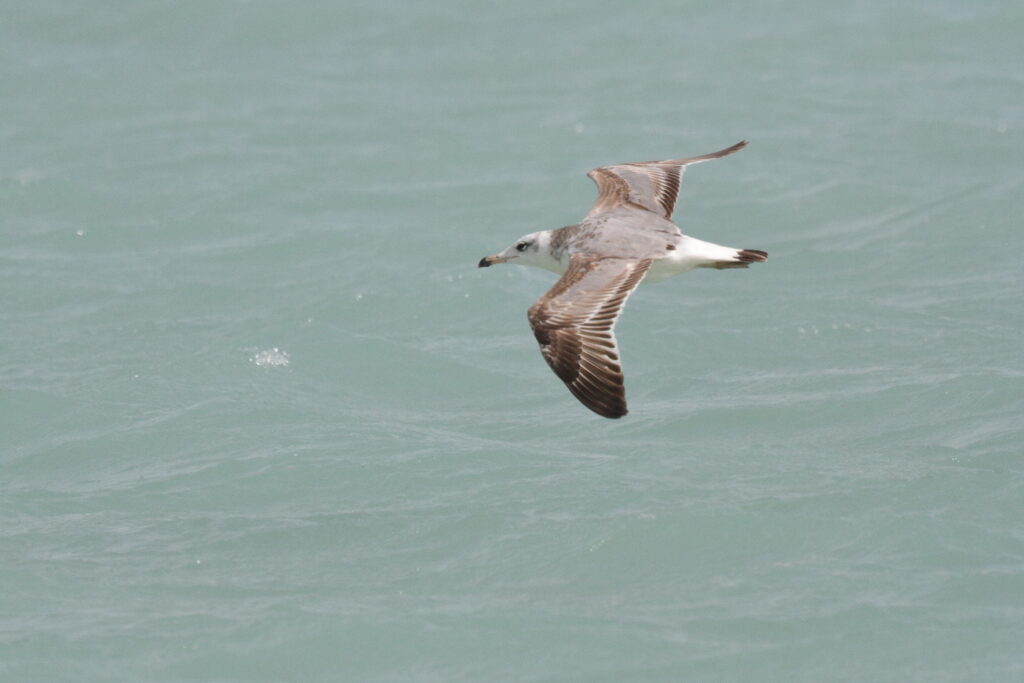 Pallas's Gull. Qatar, 07 March 2013 © Neil G. Morris.
