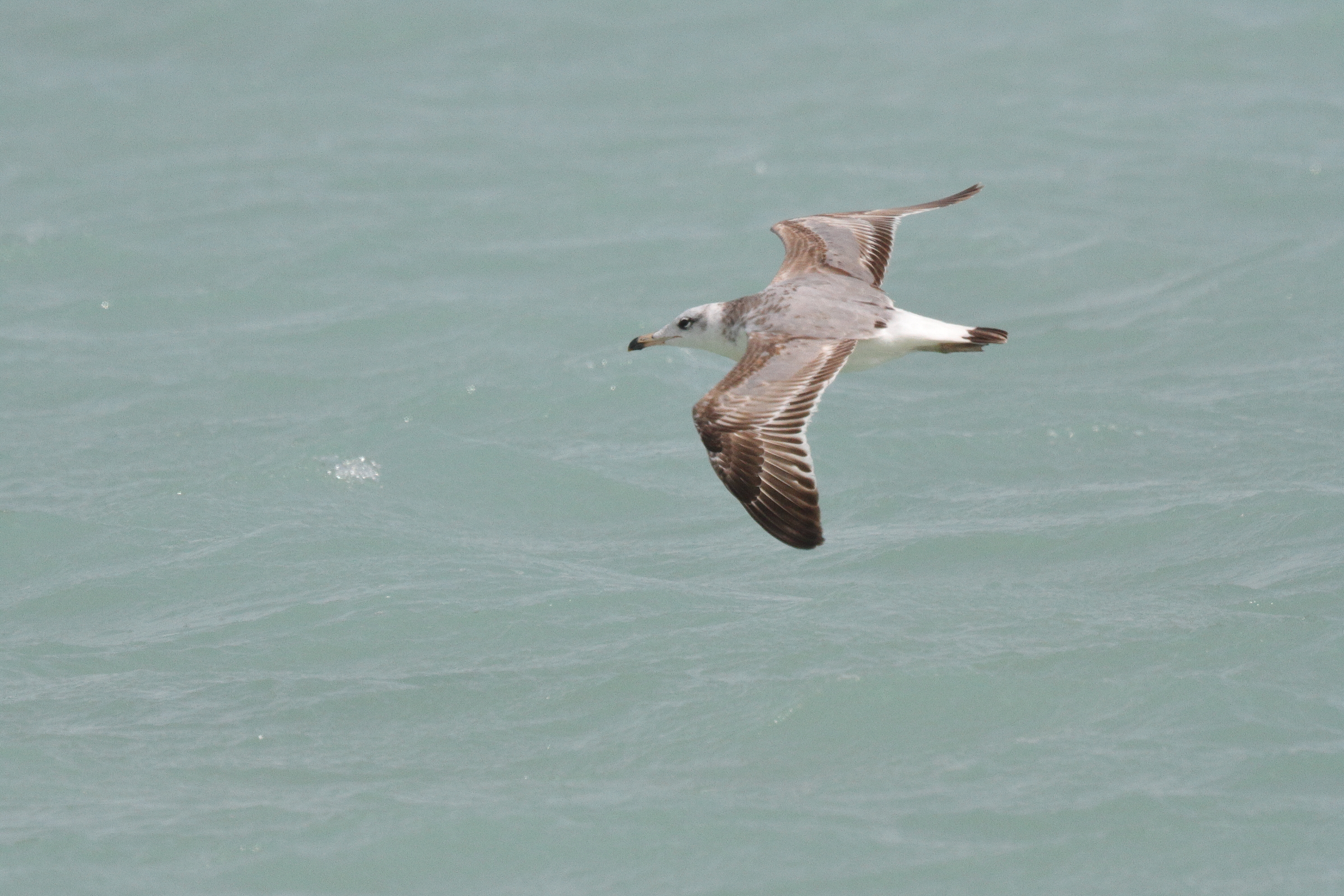 Pallas's Gull. Qatar, 07 March 2013 © Neil G. Morris.