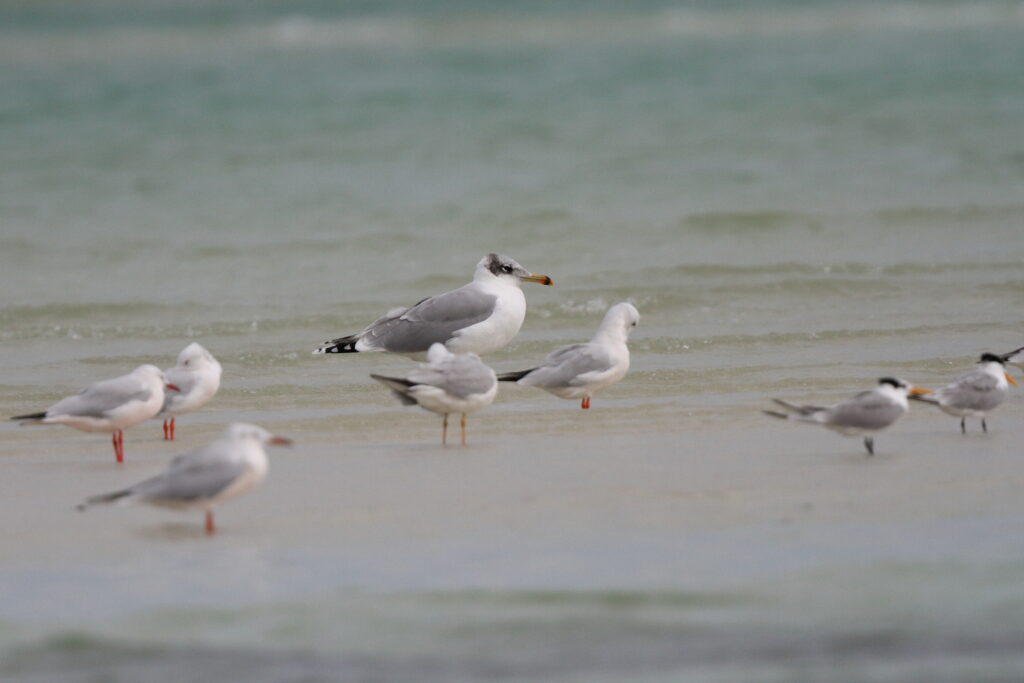 Pallas's Gull. Qatar, 18 November 2013 © Neil G. Morris.