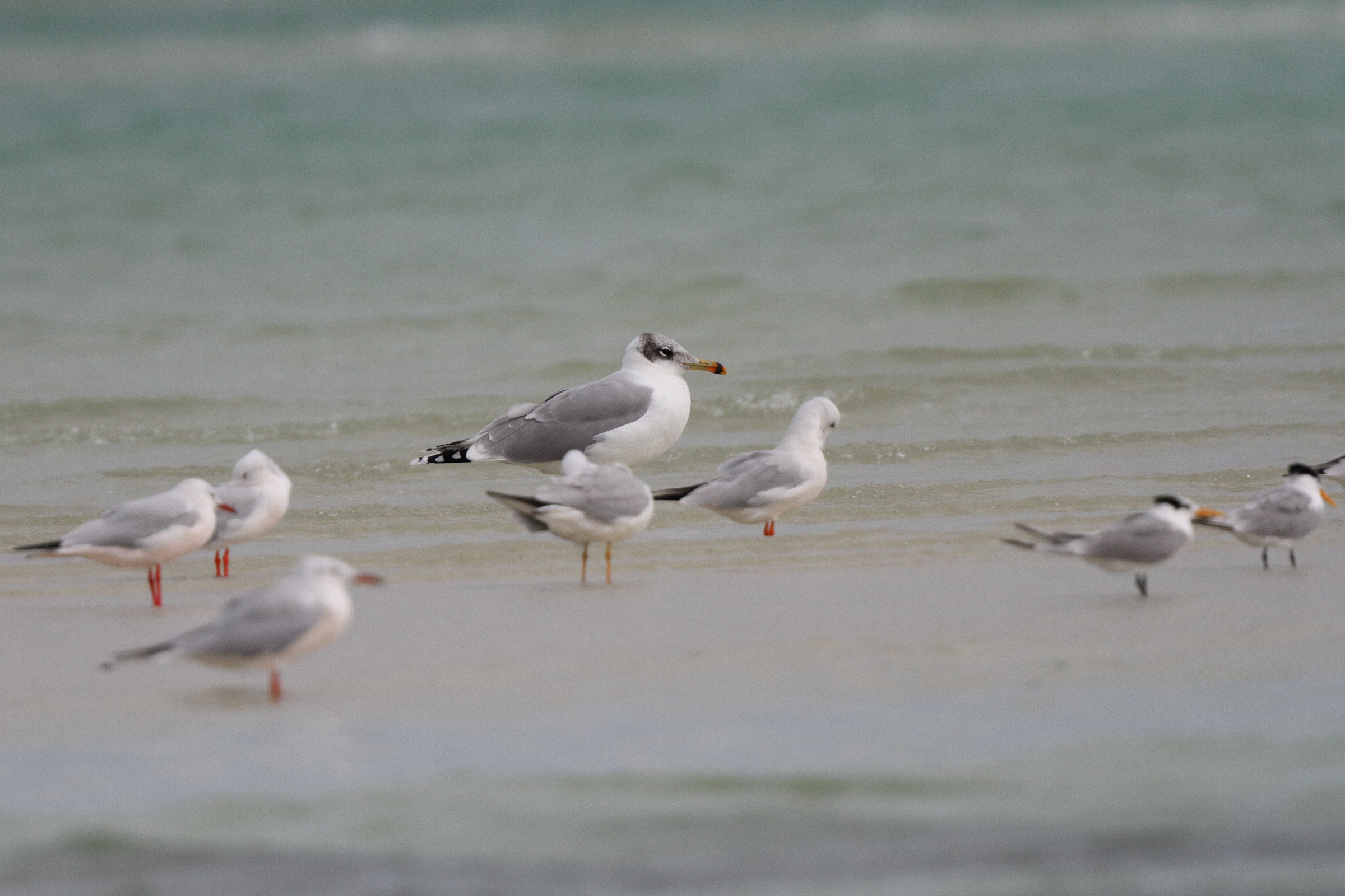 Pallas's Gull. Qatar, 18 November 2013 © Neil G. Morris.