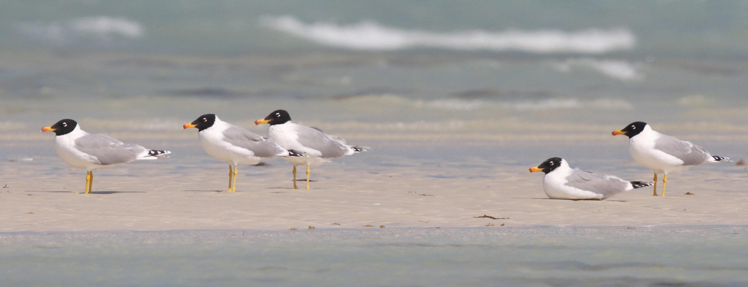 Pallas's Gull. Qatar, 19 February 2014 © Neil G. Morris. Home Page image.