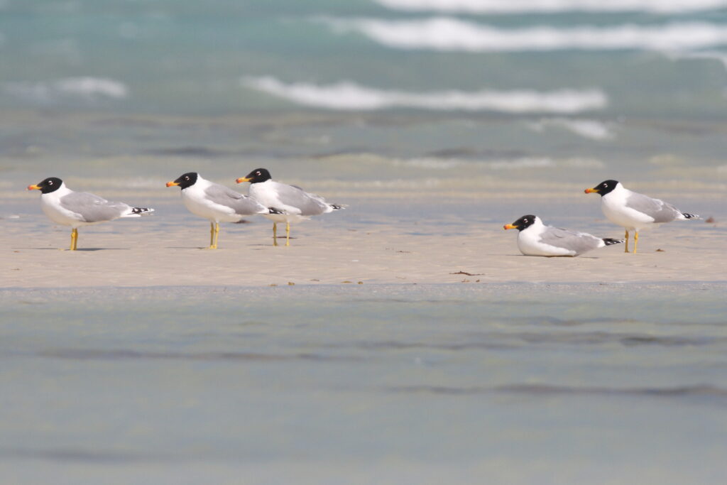 Pallas's Gull. Qatar, 19 February 2014 © Neil G. Morris.