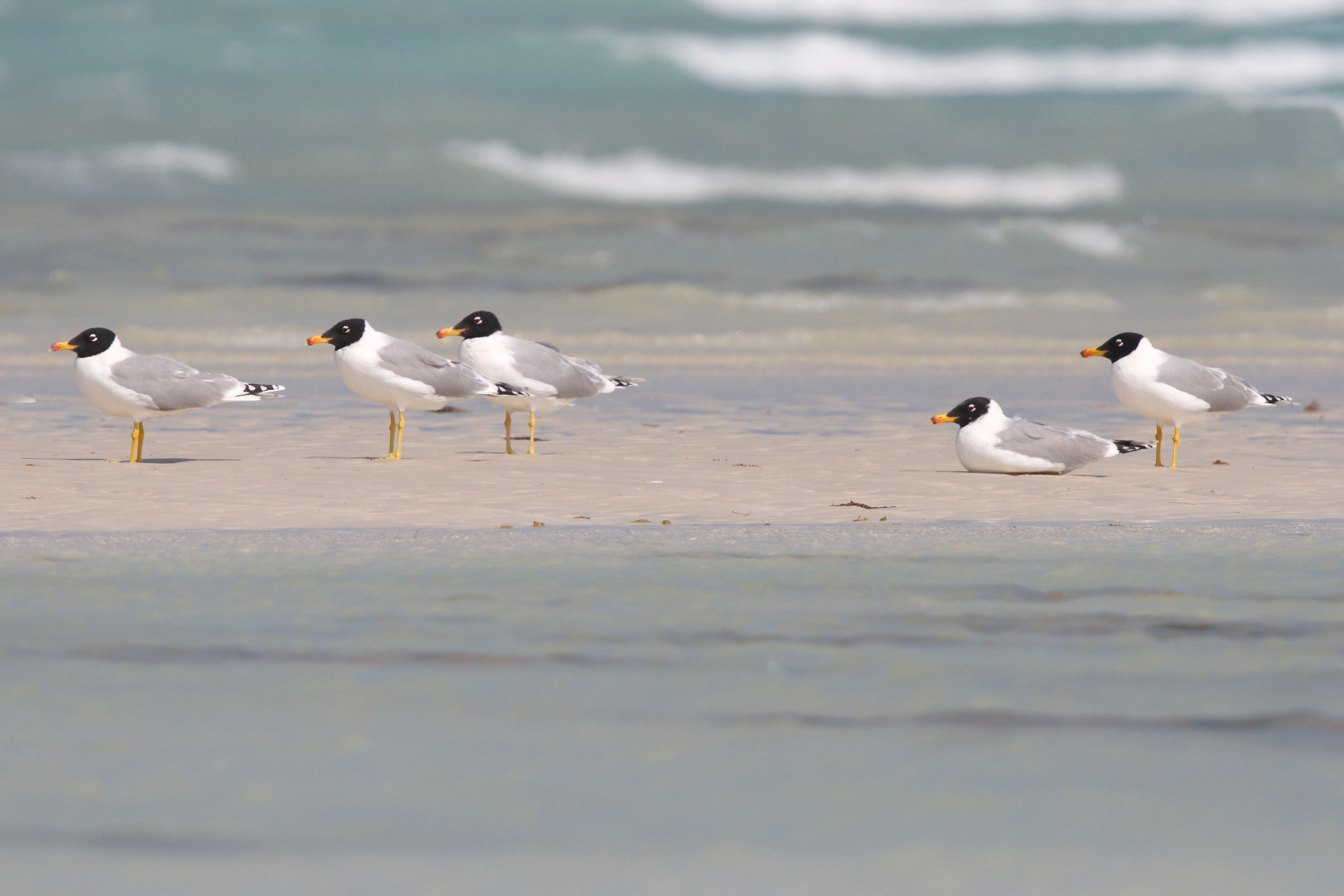 Pallas's Gull. Qatar, 19 February 2014 © Neil G. Morris.