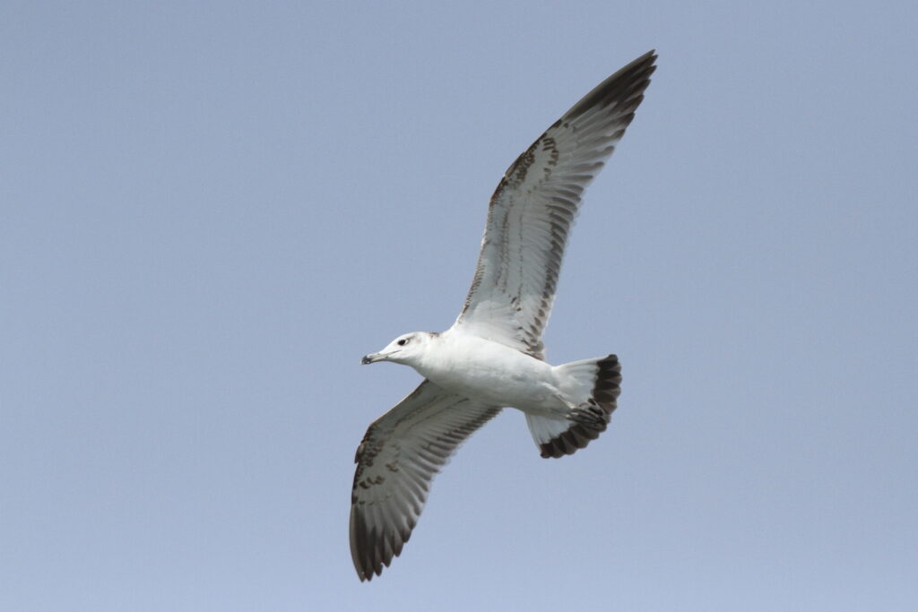 Pallas's Gull. Qatar, 25 February 2014 © Neil G. Morris.