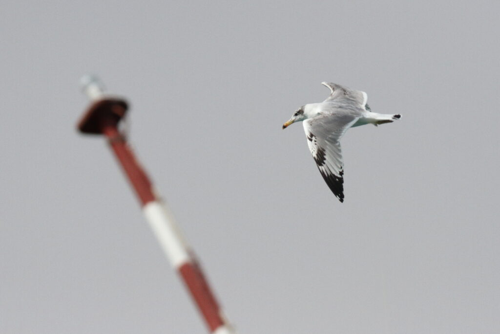 Pallas's Gull. Qatar, 25 February 2014 © Neil G. Morris.