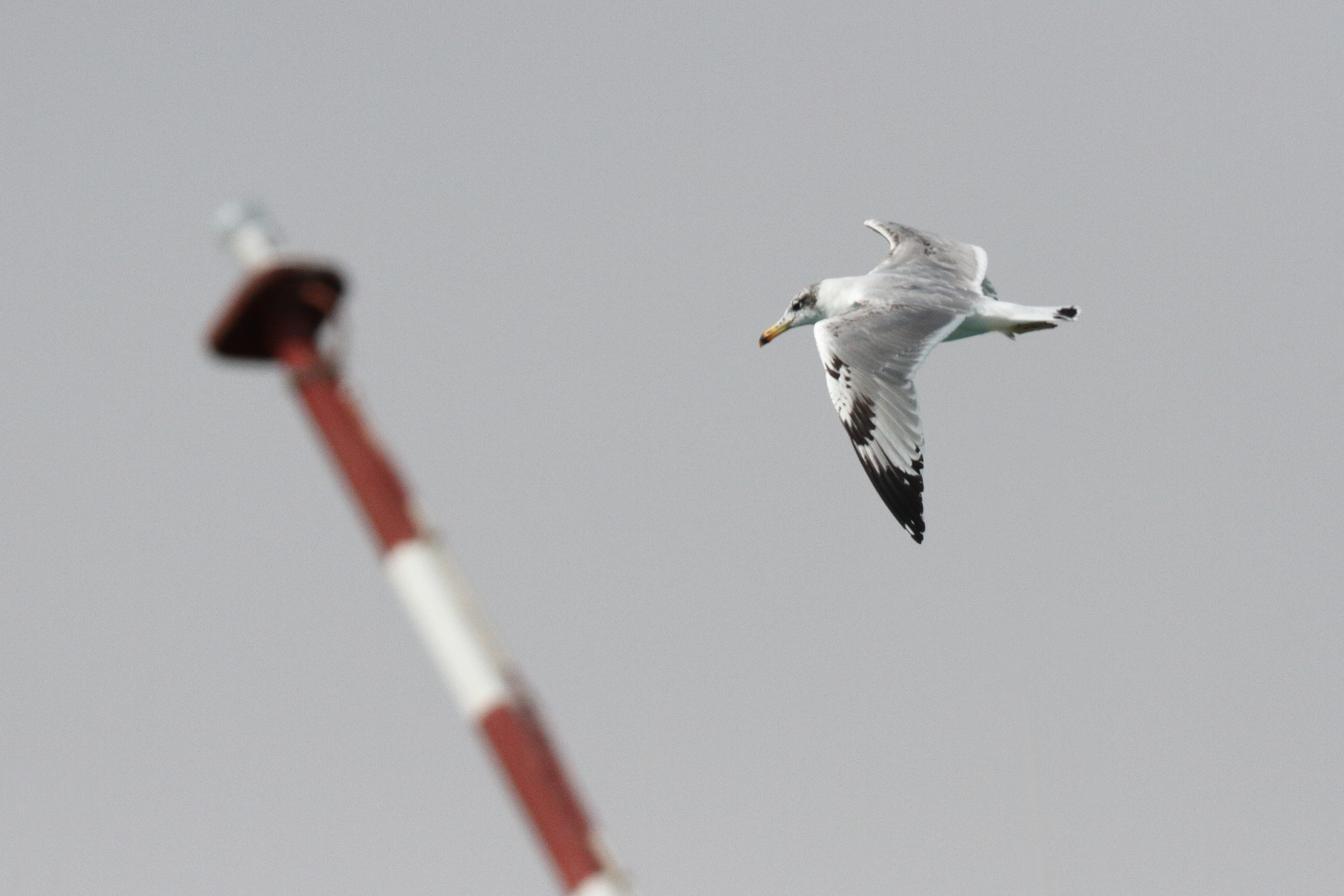 Pallas's Gull. Qatar, 25 February 2014 © Neil G. Morris.