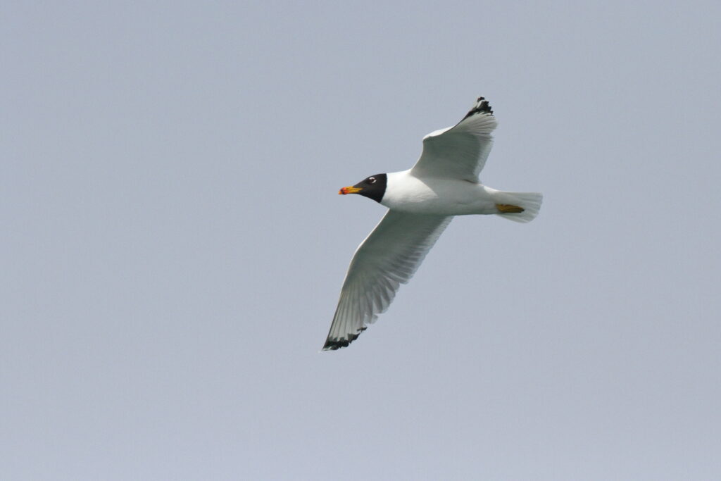 Pallas's Gull. Qatar, 25 February 2014 © Neil G. Morris.