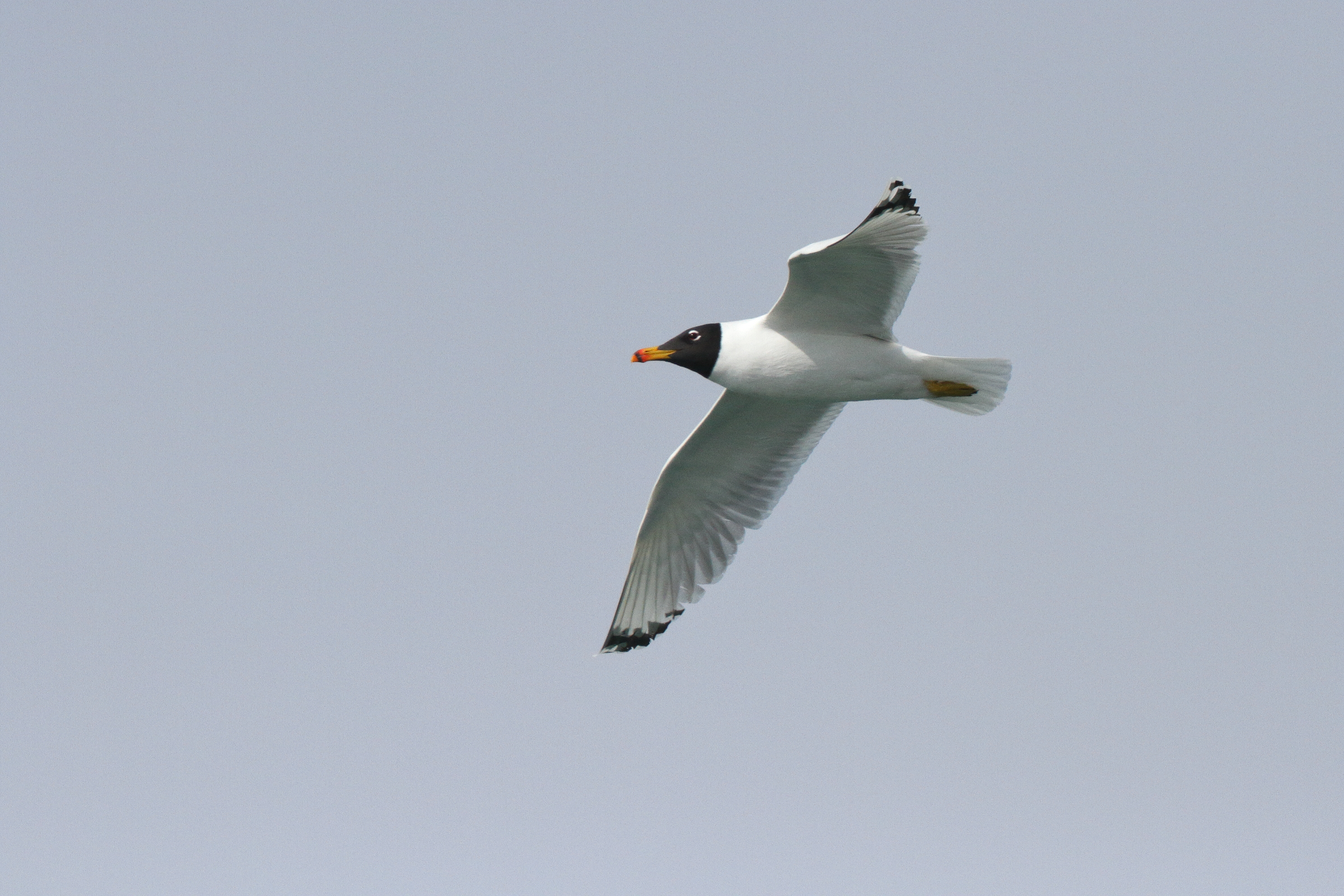 Pallas's Gull. Qatar, 25 February 2014 © Neil G. Morris.