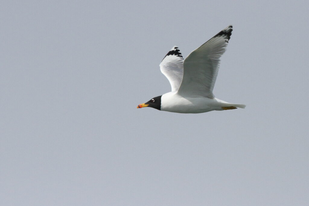 Pallas's Gull. Qatar, 25 February 2014 © Neil G. Morris.