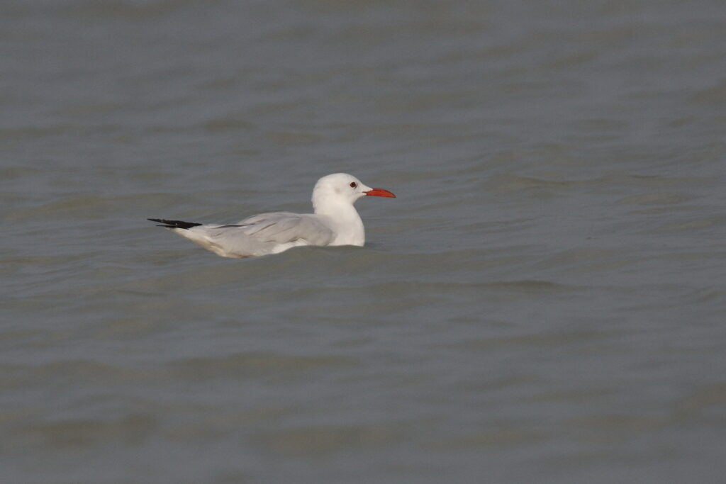 Slender-billed Gull. Qatar, 22 October 2012 © Neil G. Morris.
