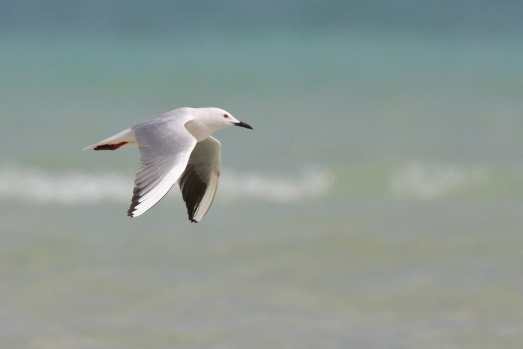 Slender-billed Gull. Qatar, 02 March 2013 © Neil G. Morris.