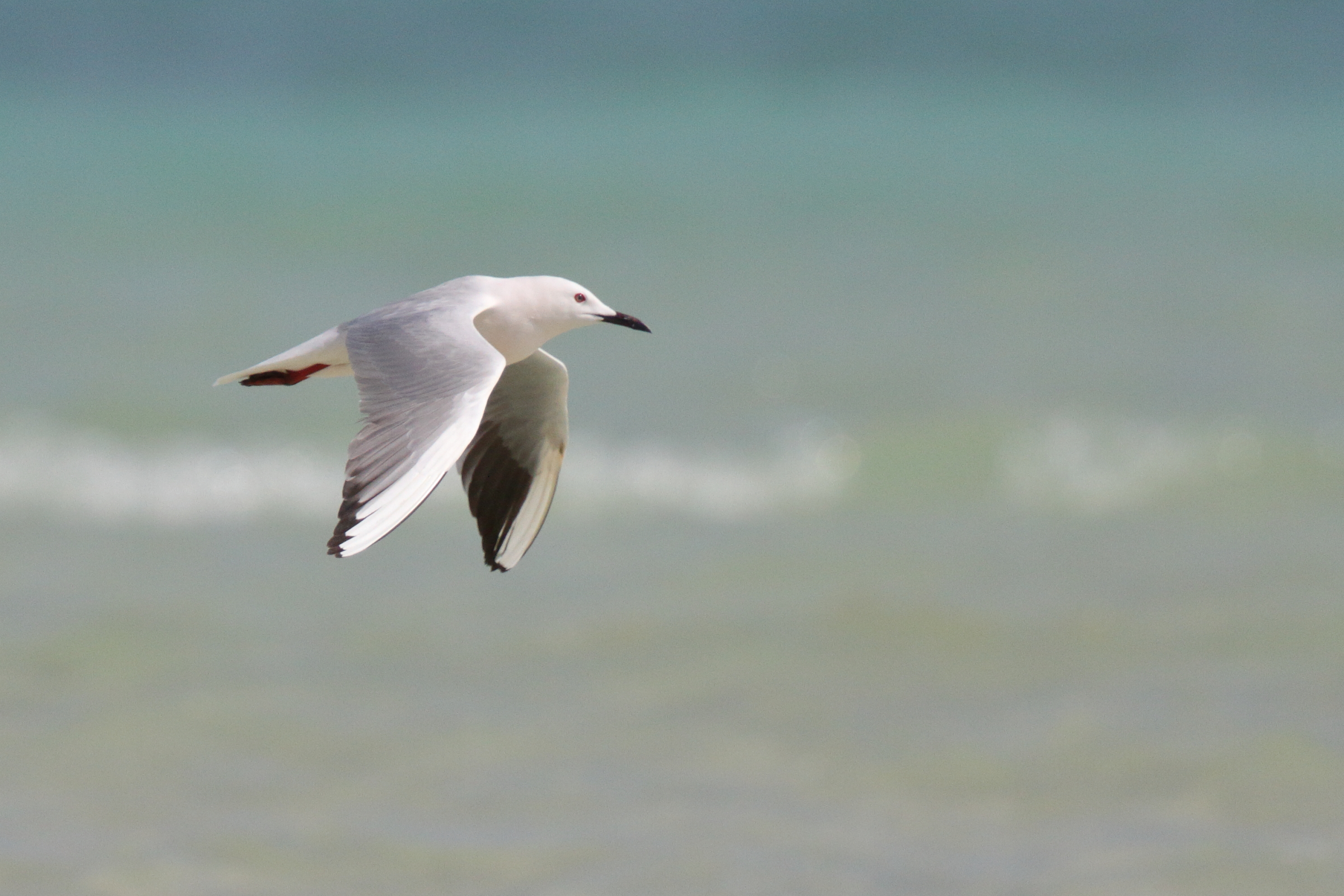 Slender-billed Gull. Qatar, 02 March 2013 © Neil G. Morris.