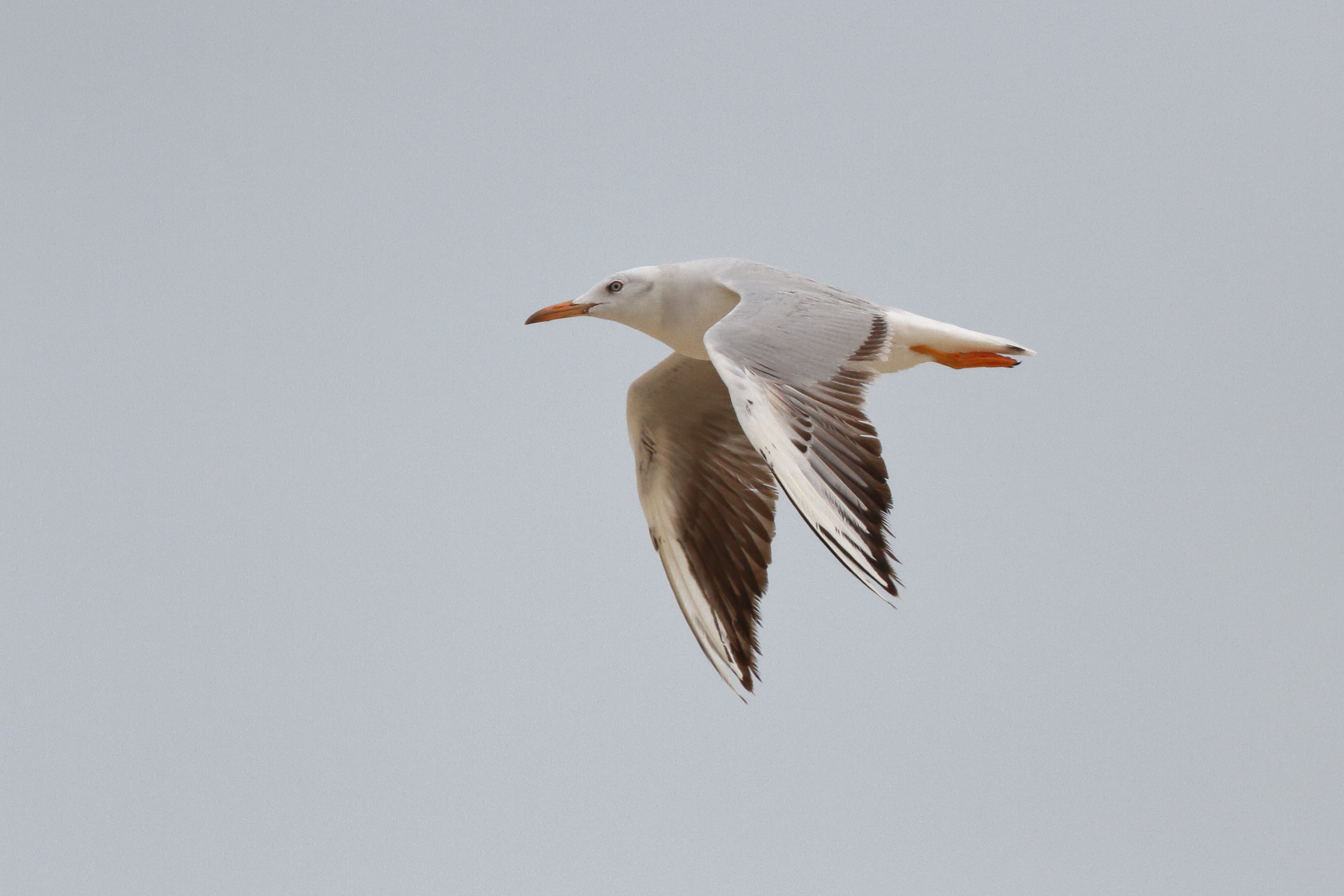 Slender-billed Gull. Qatar, 06 March 2013 © Neil G. Morris.