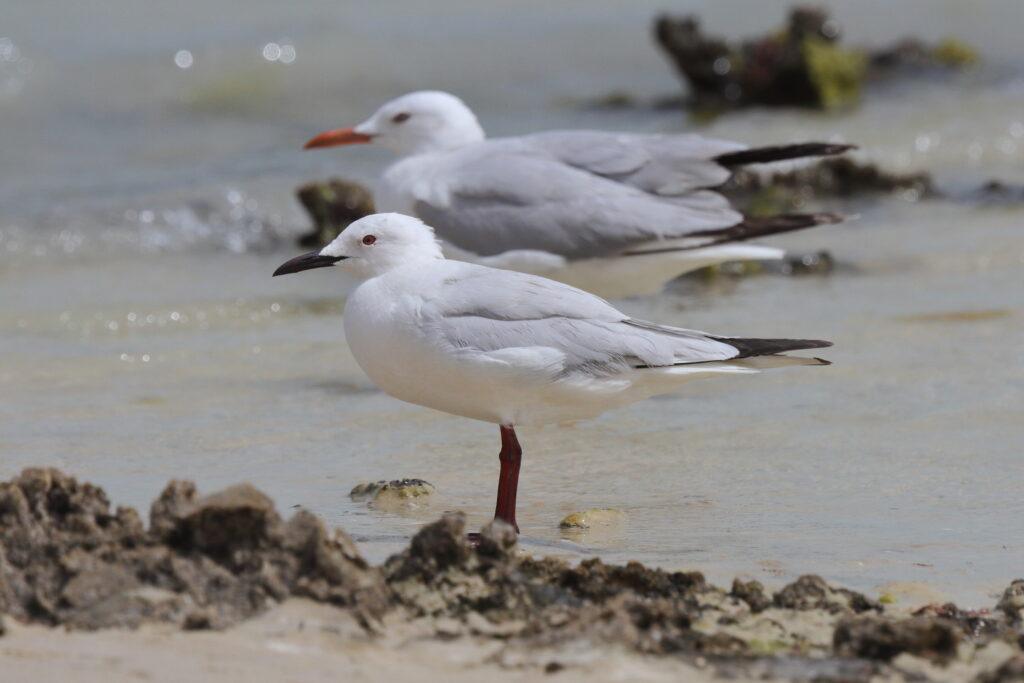 Slender-billed Gull. Qatar, 07 March 2013 © Neil G. Morris.