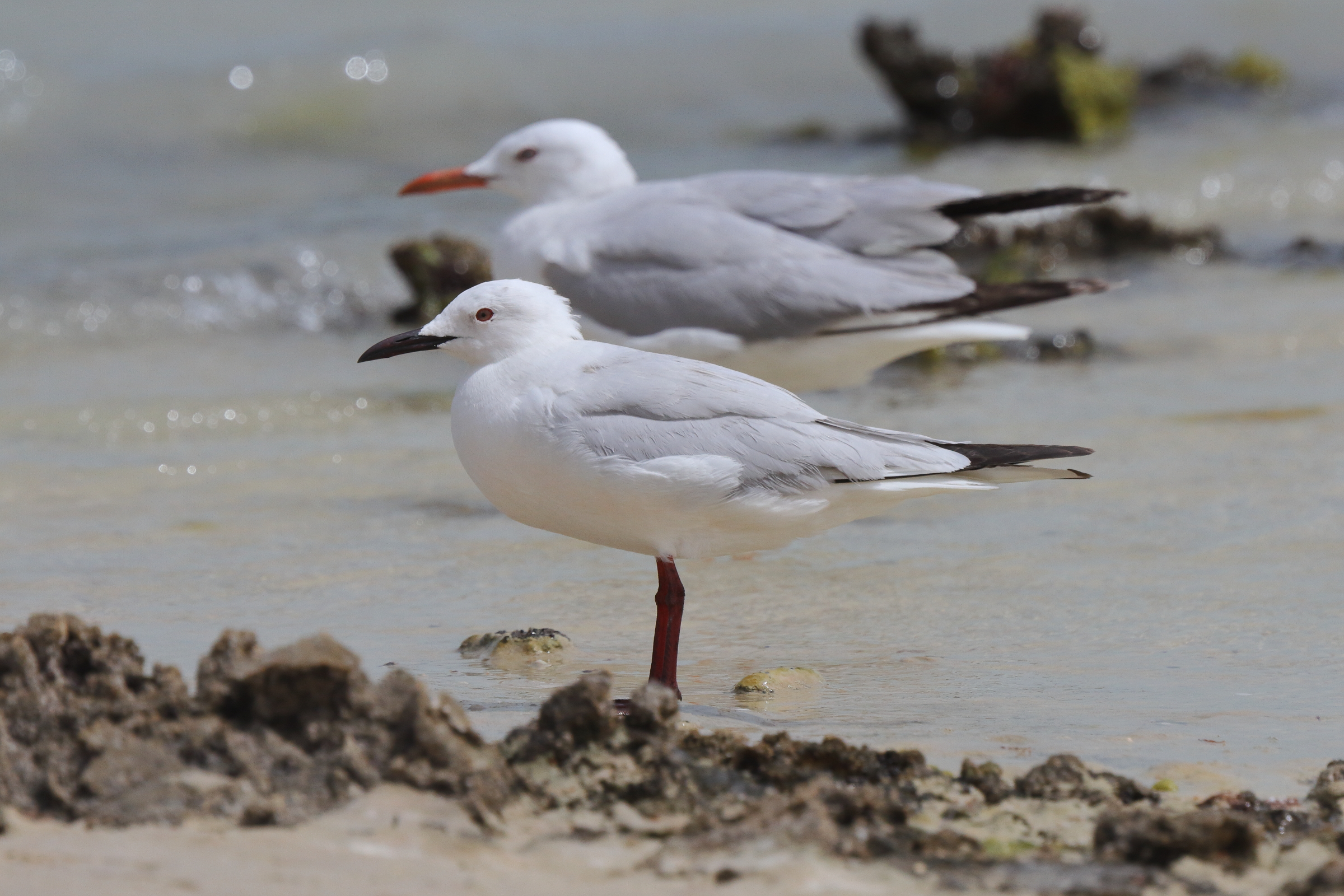 Slender-billed Gull. Qatar, 07 March 2013 © Neil G. Morris.