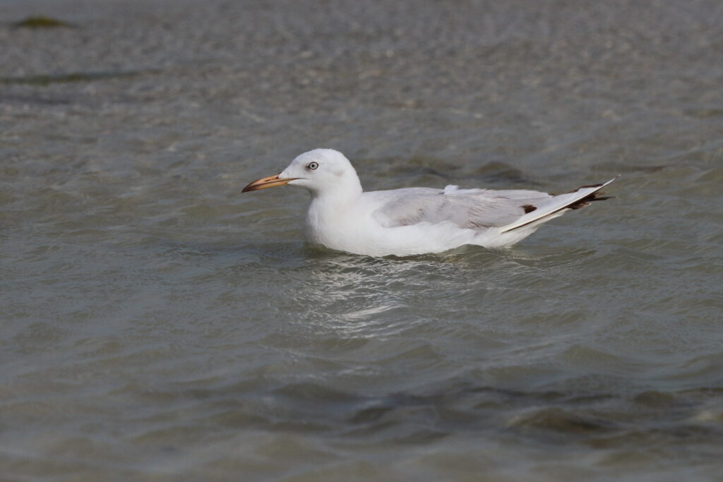 Slender-billed Gull. Qatar, 07 March 2013 © Neil G. Morris.