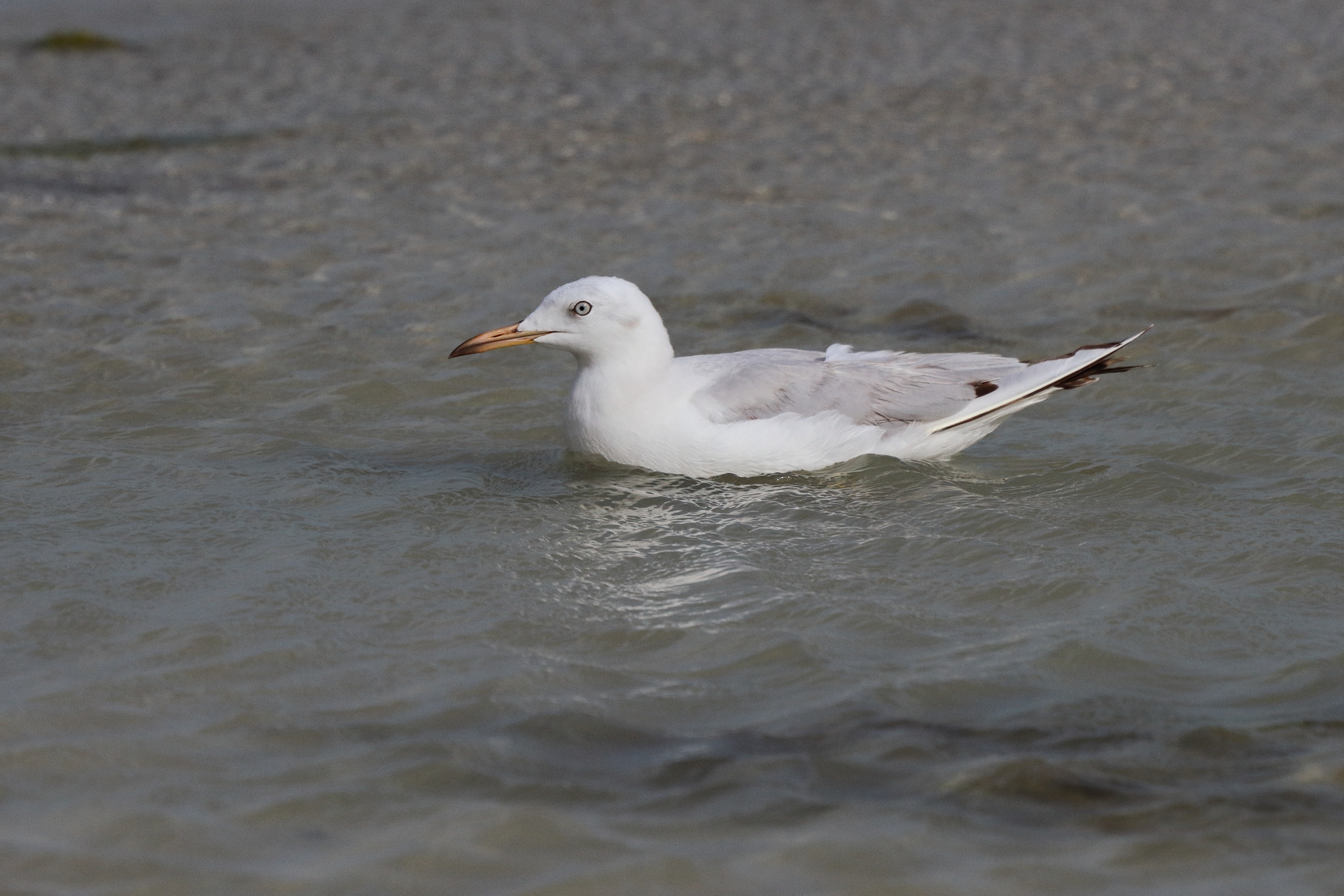 Slender-billed Gull. Qatar, 07 March 2013 © Neil G. Morris.