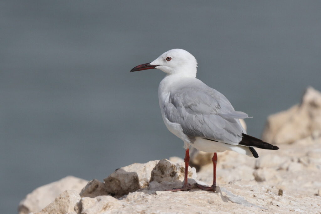 Slender-billed Gull. Qatar, 20 March 2013 © Neil G. Morris.