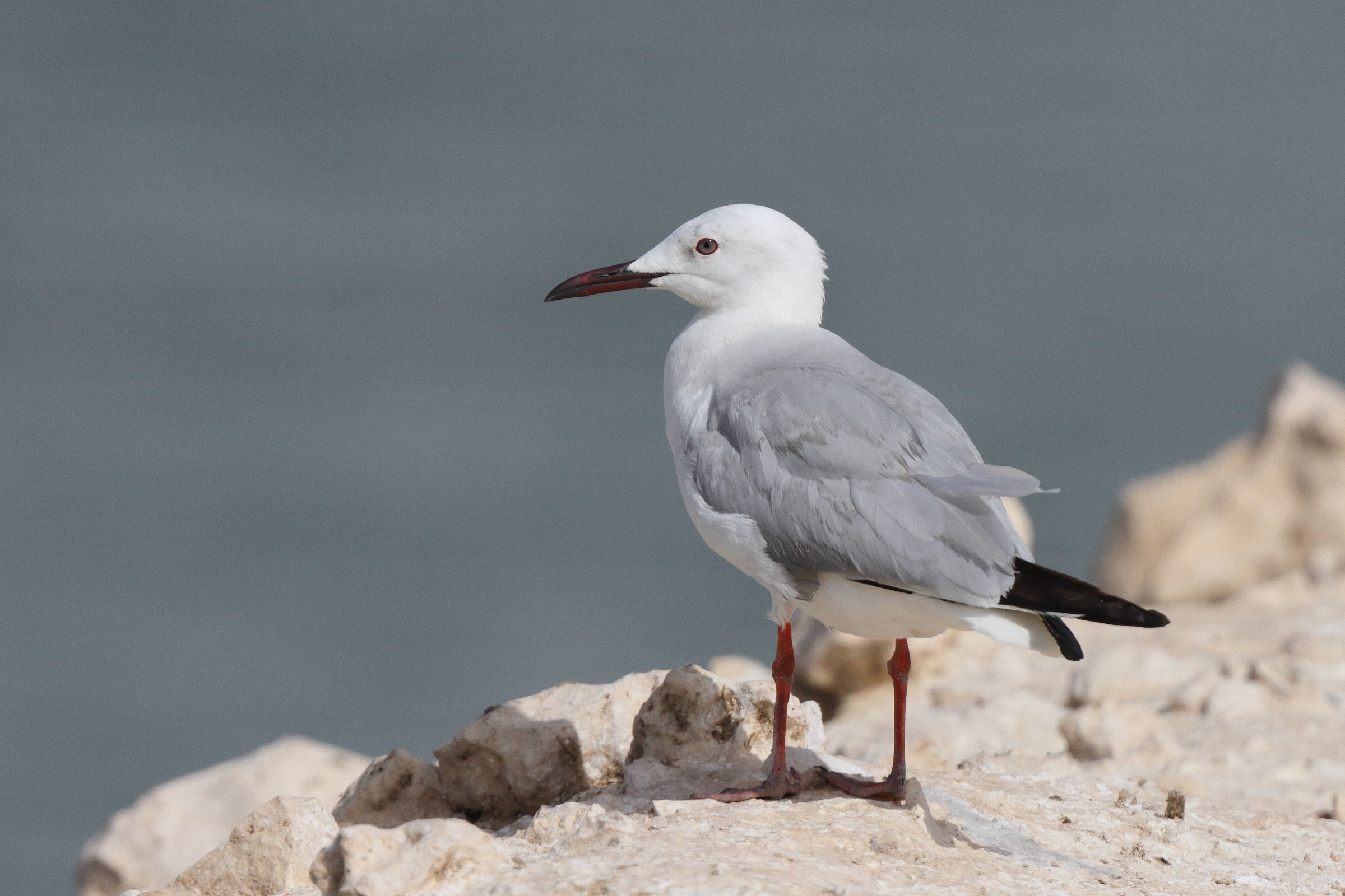 Slender-billed Gull. Qatar, 20 March 2013 © Neil G. Morris.