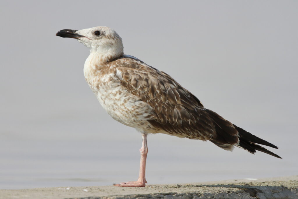 Gull sp. Qatar, 26 October 2012 © Neil G. Morris.