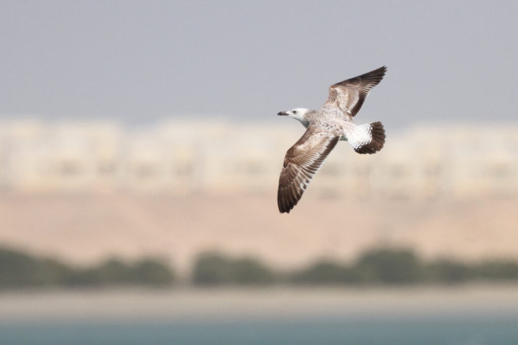 Gull sp. Qatar, 11 January 2013 © Neil G. Morris.