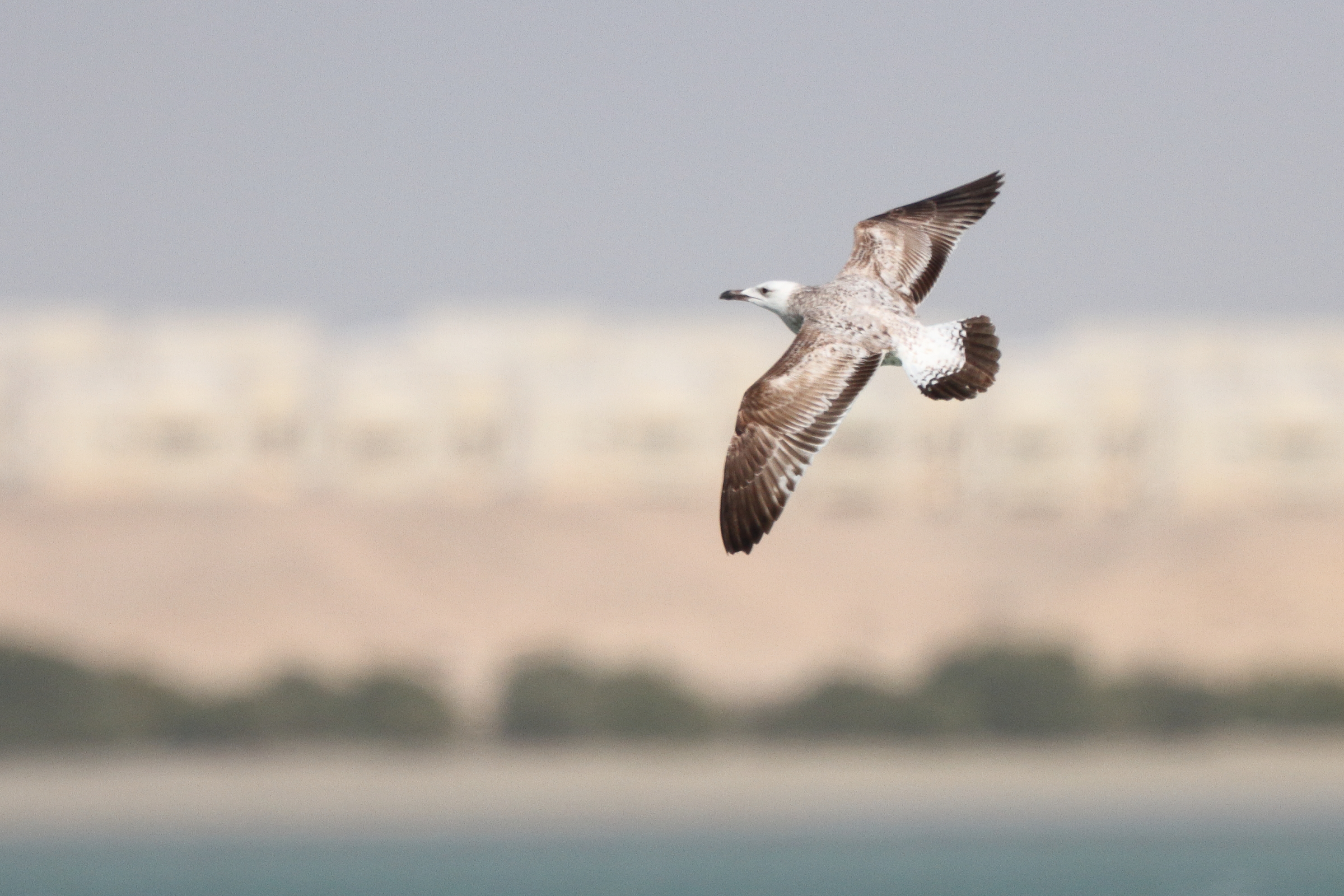 Gull sp. Qatar, 11 January 2013 © Neil G. Morris.