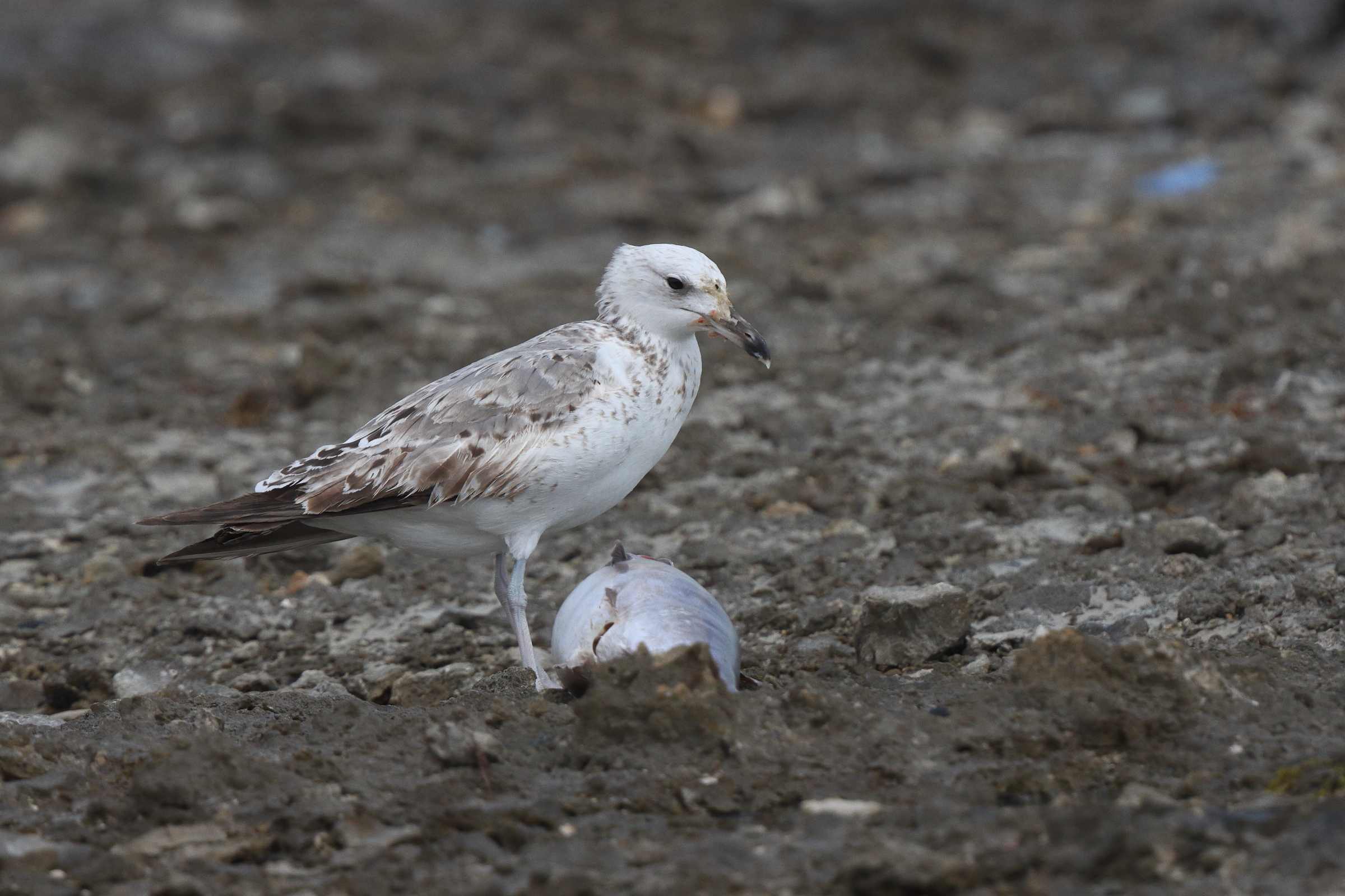 Gull sp. Qatar, 11 March 2013 © Neil G. Morris.