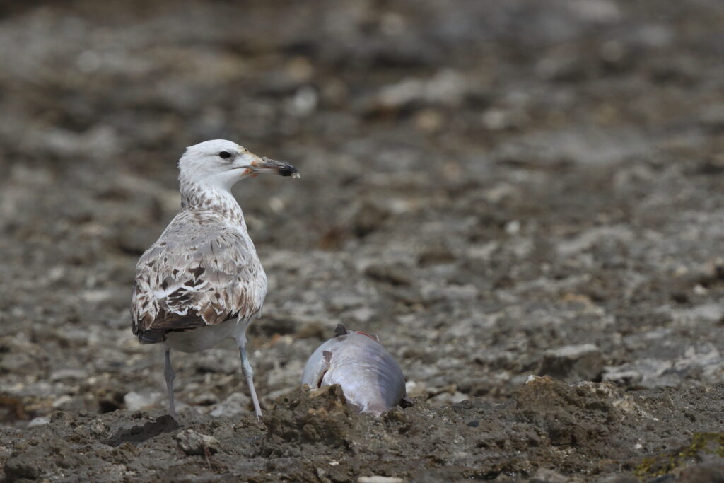 Gull sp. Qatar, 11 March 2013 © Neil G. Morris.
