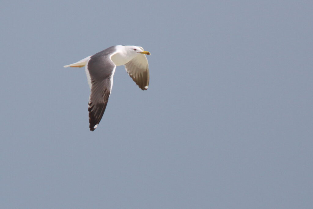 Steppe Gull. Qatar, 02 March 2013 © Neil G. Morris.