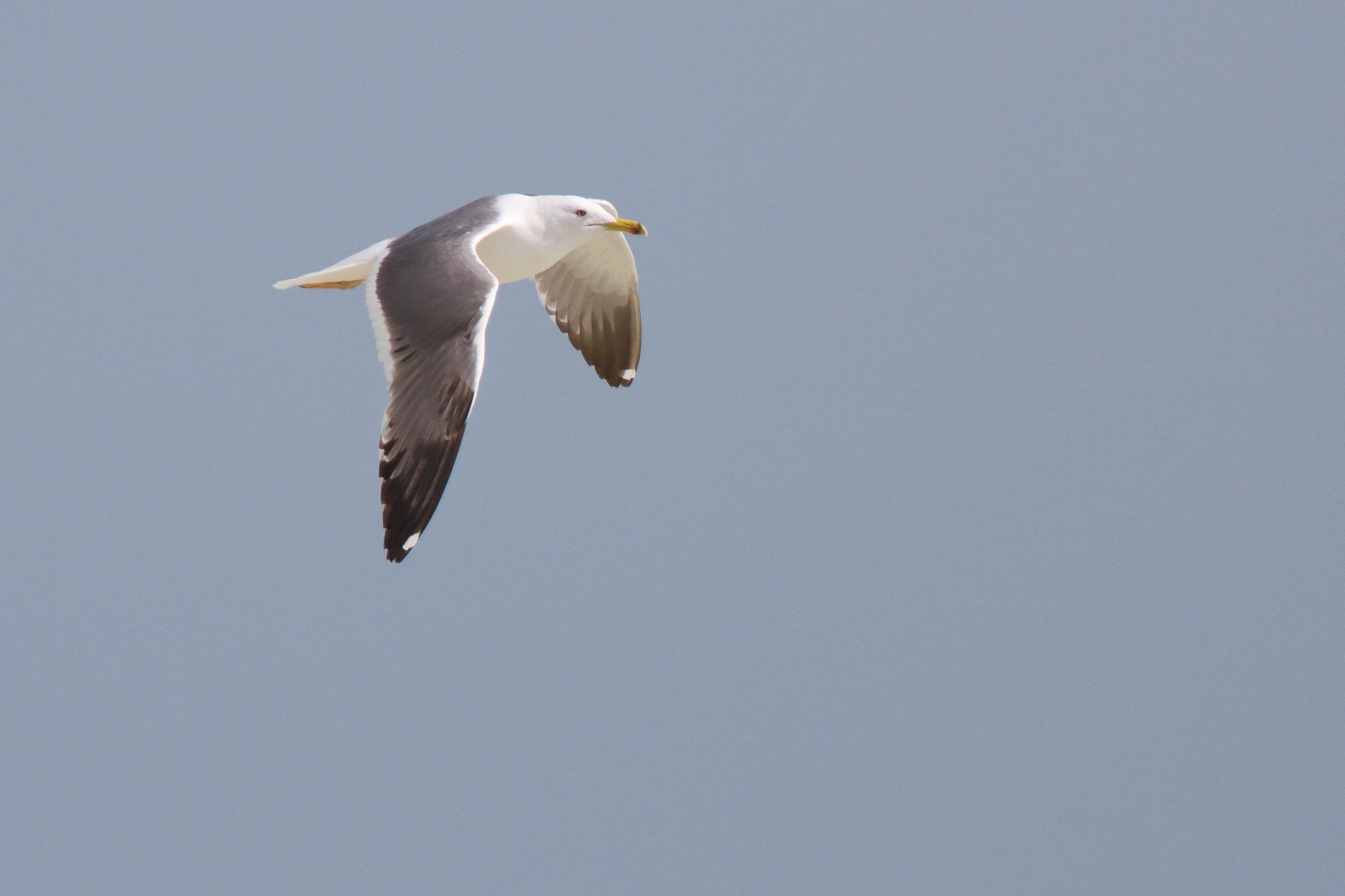 Steppe Gull. Qatar, 02 March 2013 © Neil G. Morris.