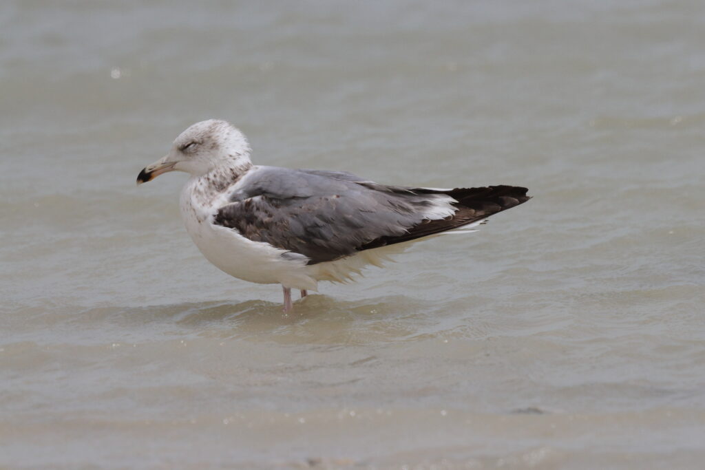 Steppe Gull. Qatar, 07 March 2013 © Neil G. Morris.