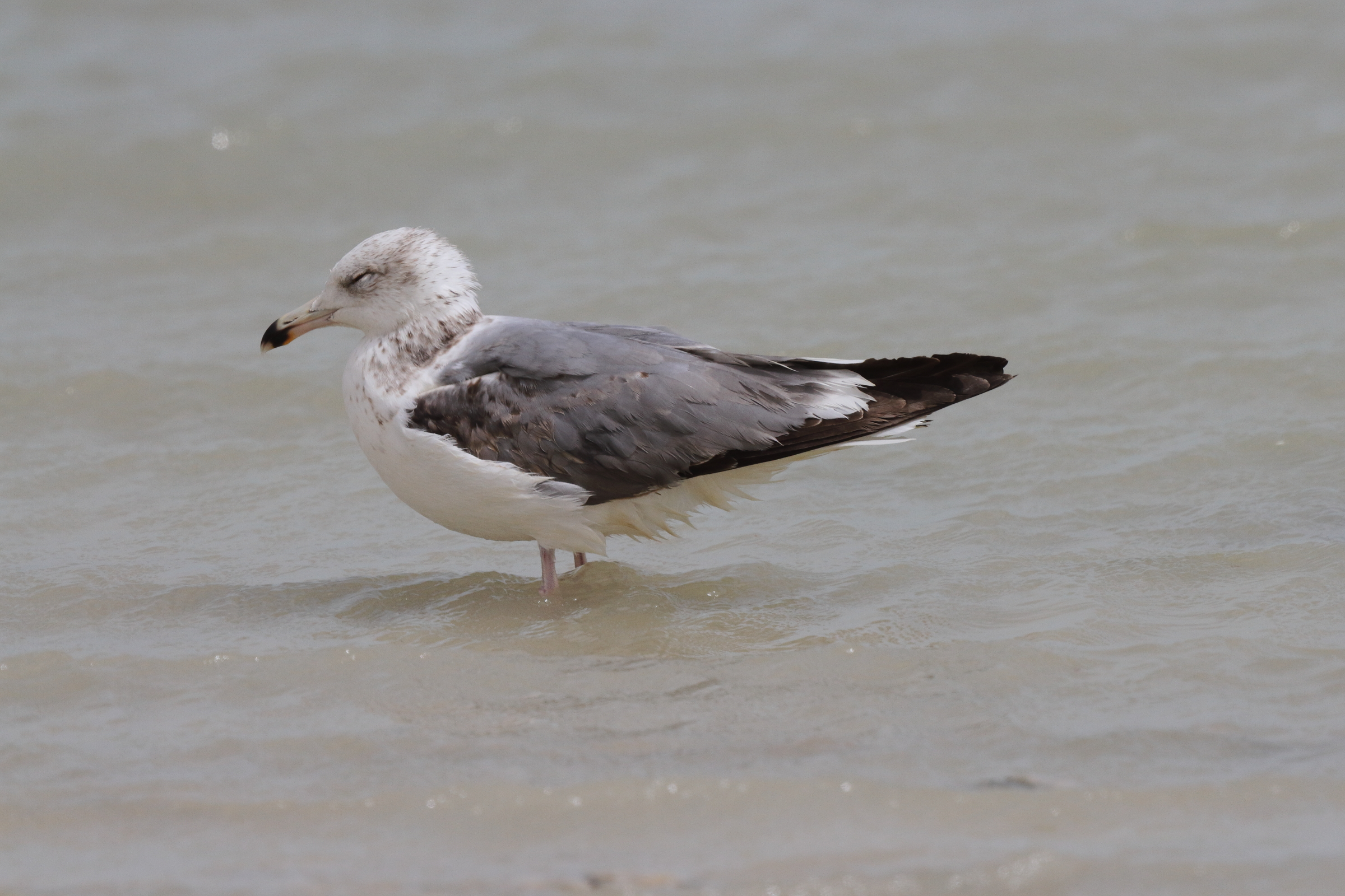 Steppe Gull. Qatar, 07 March 2013 © Neil G. Morris.